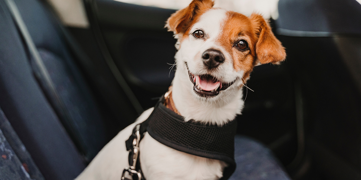 How to Protect Pets While Driving Grange Insurance